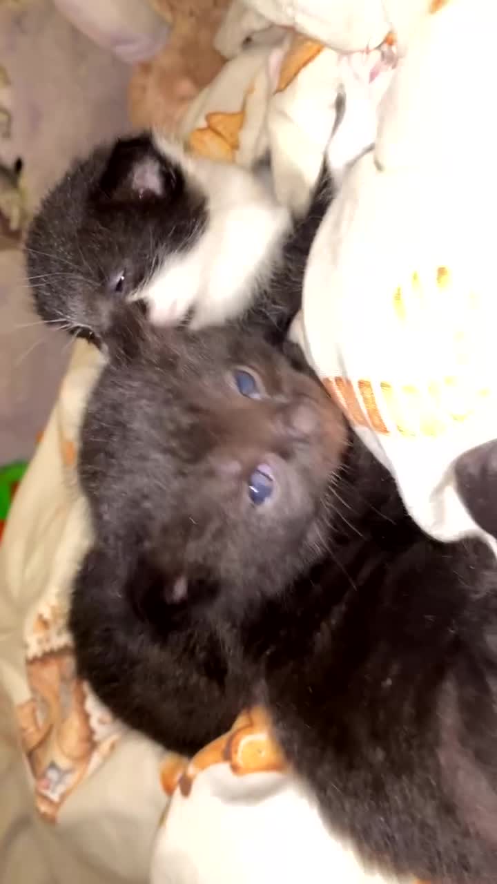 Mixed Breed cats for sale: 3 beautiful kittens for sale!!! - Video 2