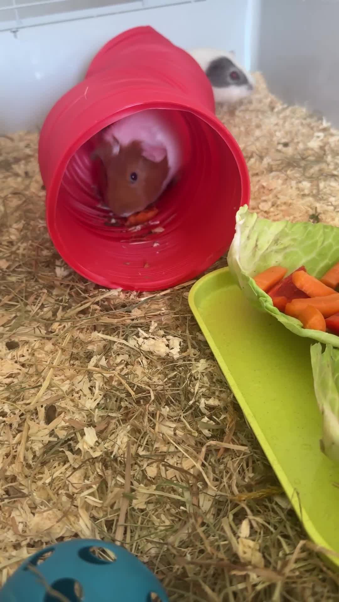 Guinea Pig rodents for sale: One Guinea Pig in Birmingham - Video 1