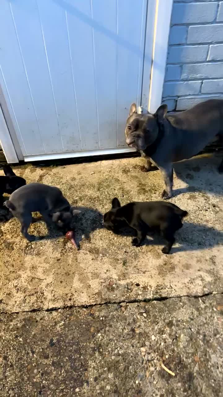 French Bulldog dogs for sale: 3 Gorgeous French Bulldog Puppies – Ready Now! 🐾 - Video 4