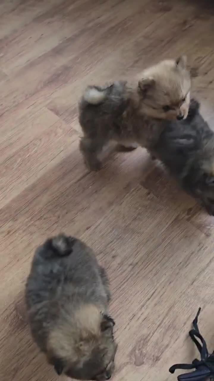 Pomeranian dogs for sale: Beautiful Pomeranian Puppies in London - Video 3