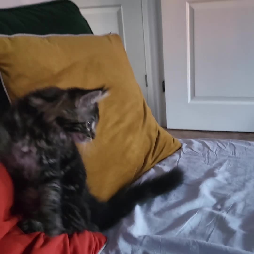 Maine Coon cats for sale: Pure breed maine coon kittens for sale  - Video 1