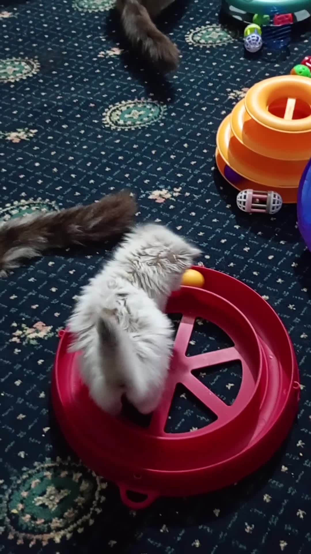 Ragdoll cats for sale: Beautiful pedigree female Ragdoll kitten  - Video 1