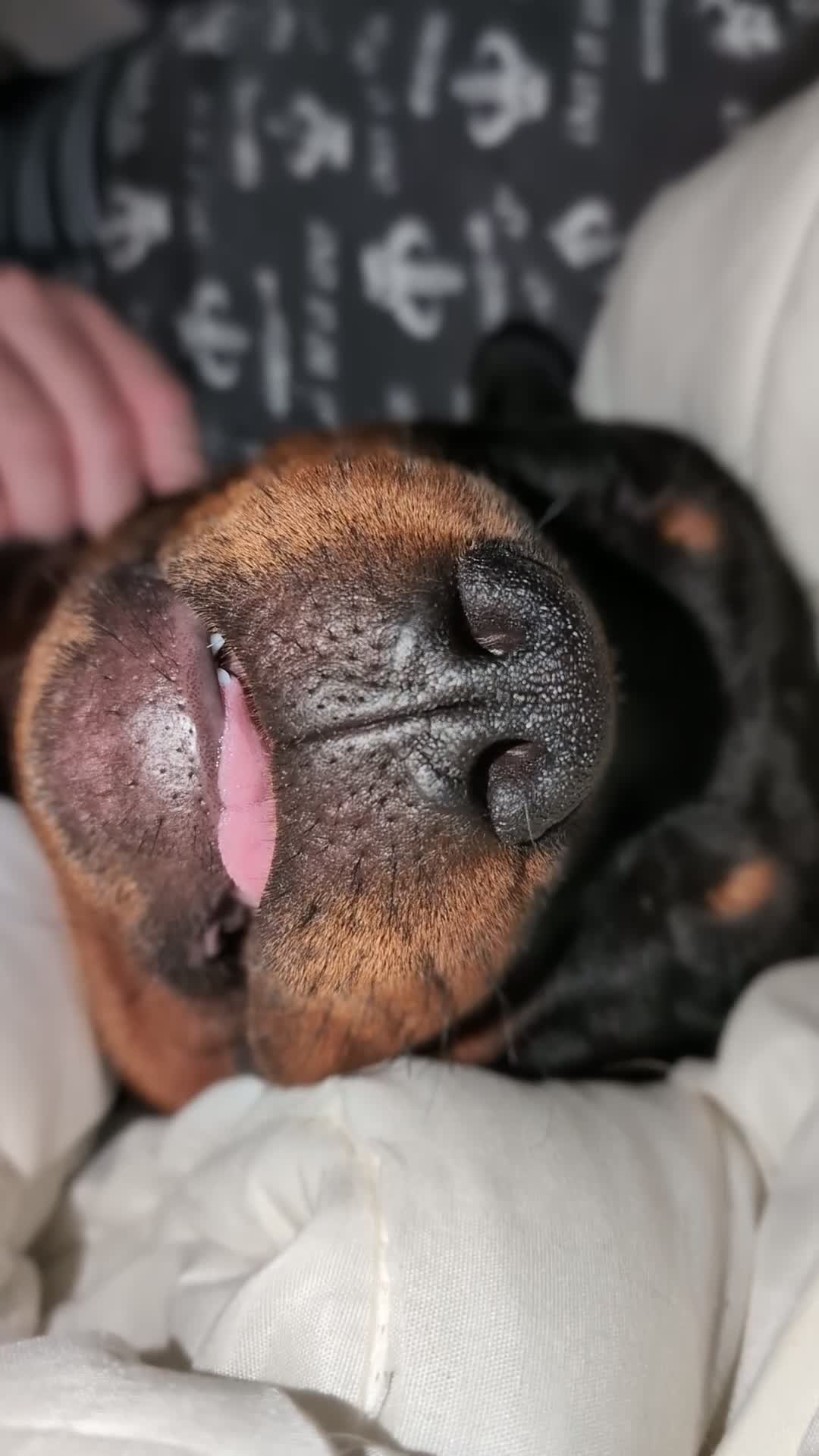 Rottweiler dogs for sale: 6 months male Rottie - Video 1