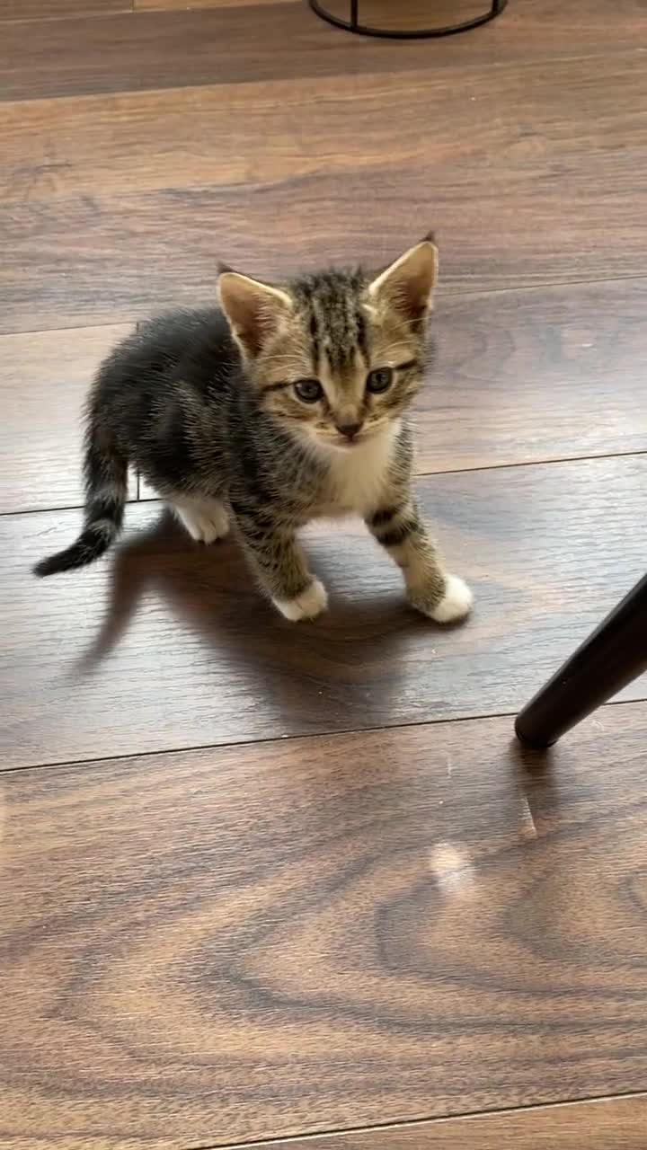 Mixed Breed cats for sale: 6 kittens are ready to go! - Video 2