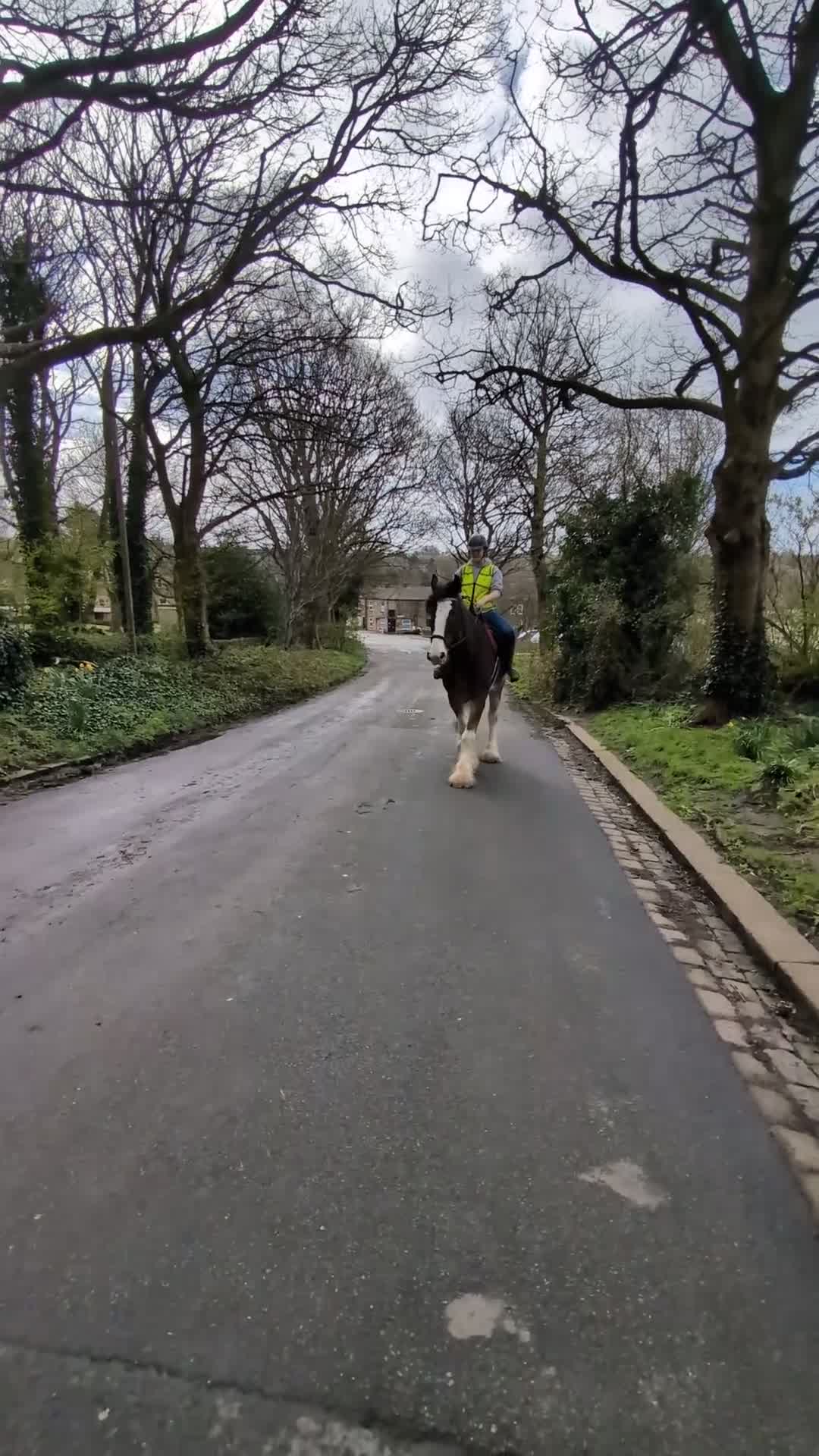 Shire horses for sale: Bruno 18.3 registered shire gelding  - Video 3