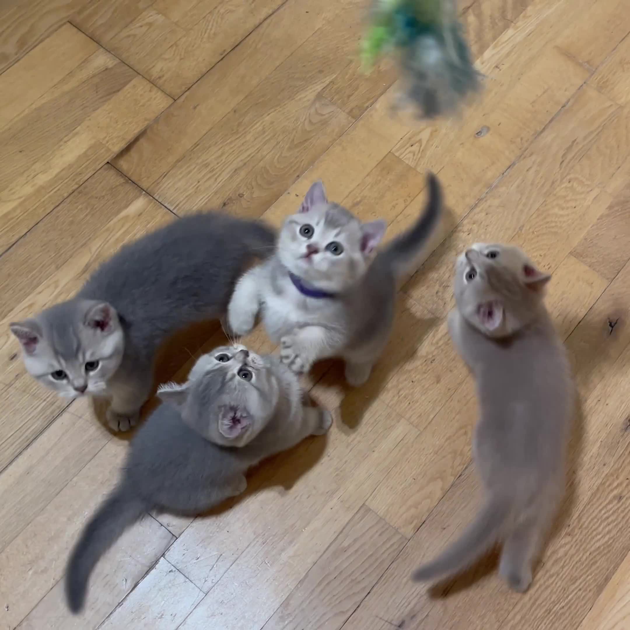 British Shorthair cats for sale: GCCF British Shorthair Kittens– Champion Lines - Video 3