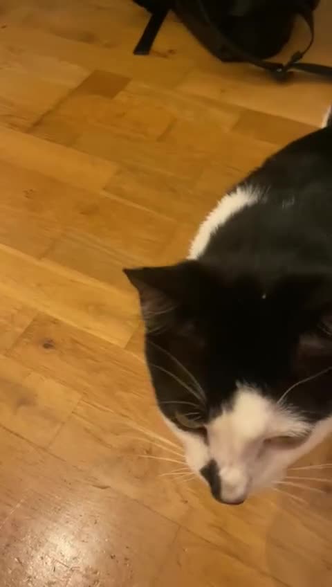 Domestic Shorthair cats for sale: 2-year-old tuxedo cat, ready to be rehomed - Video 1