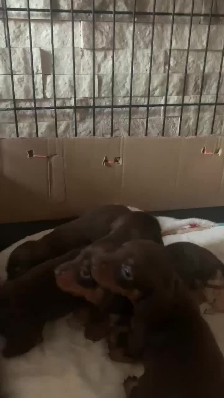 Dachshund dogs for sale: Genuine tiny Kaninchen Dachshund Puppies  - Video 1