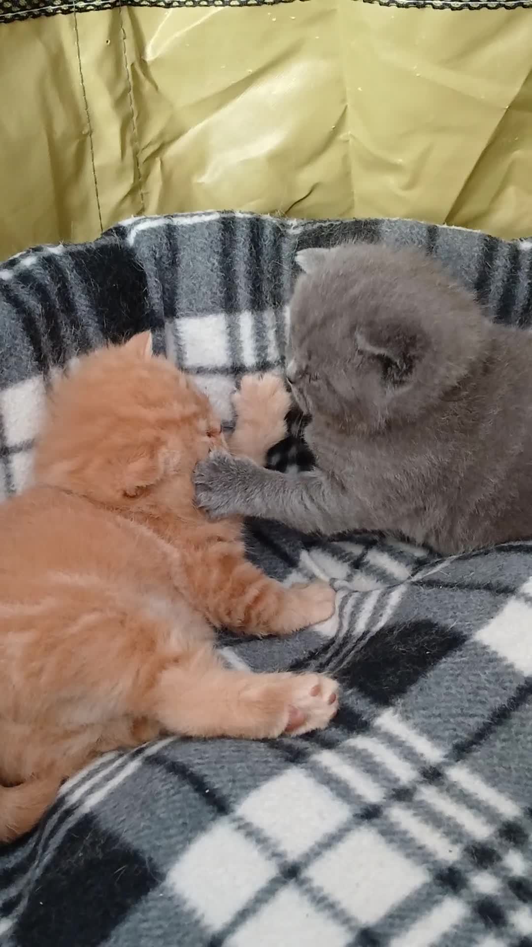 British Shorthair cats for sale: Gorgeous BSH (rare) red girl 🧡 and blue boy 💙 - Video 1