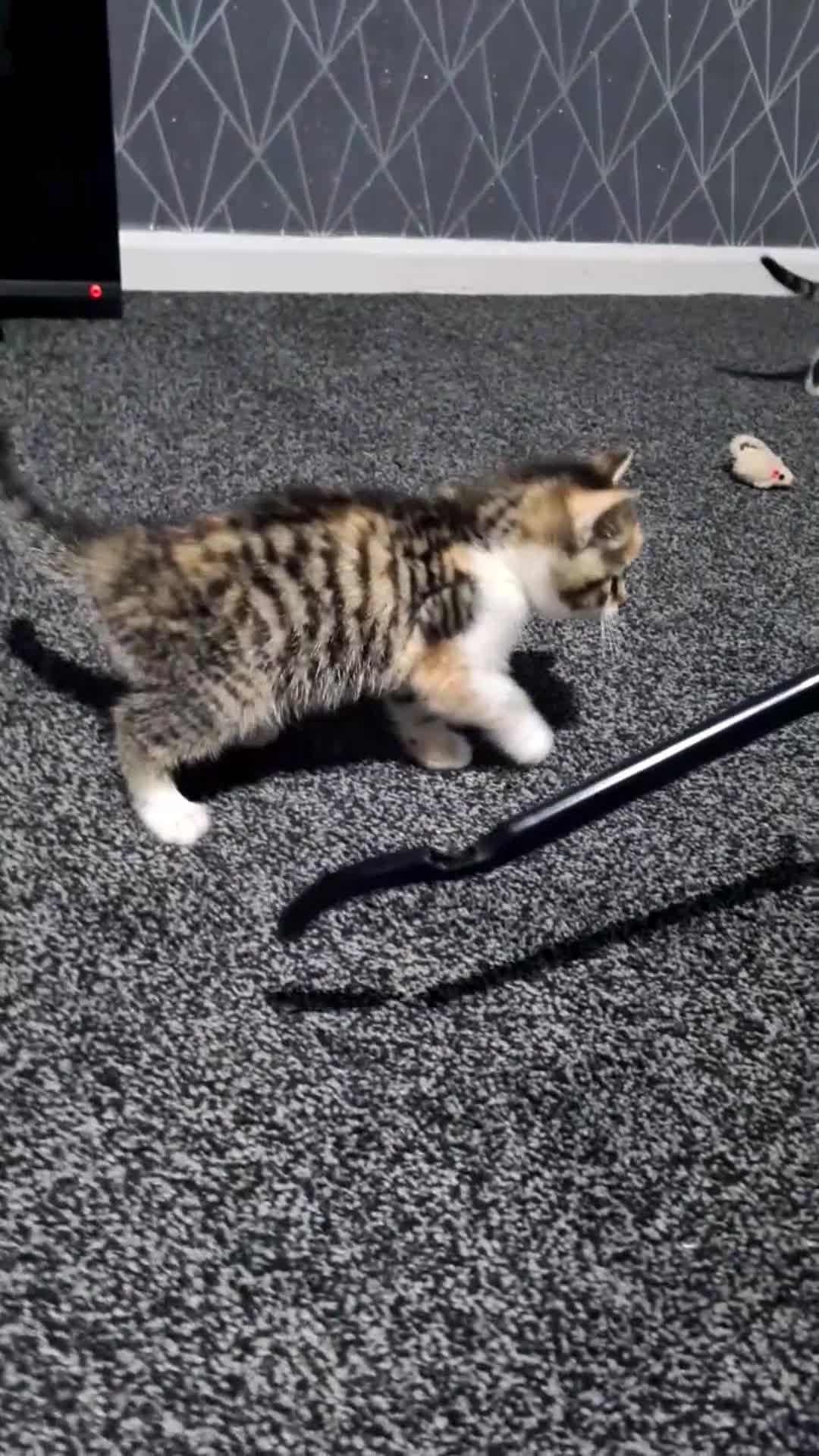Mixed Breed cats for sale: Kittens - Video 4