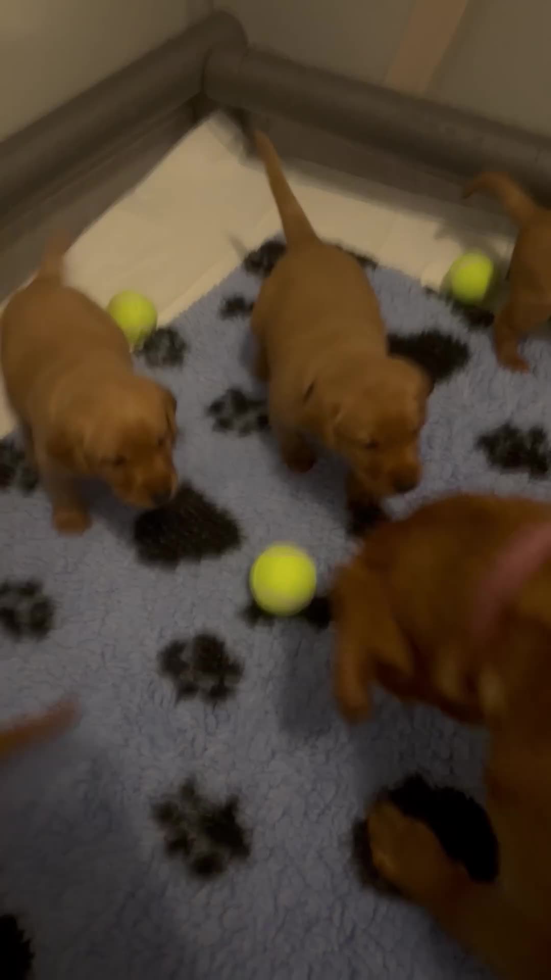 Labrador Retriever dogs for sale: Beautiful  Male Red Fox Labrador working dog  in Rotherham - Video 1