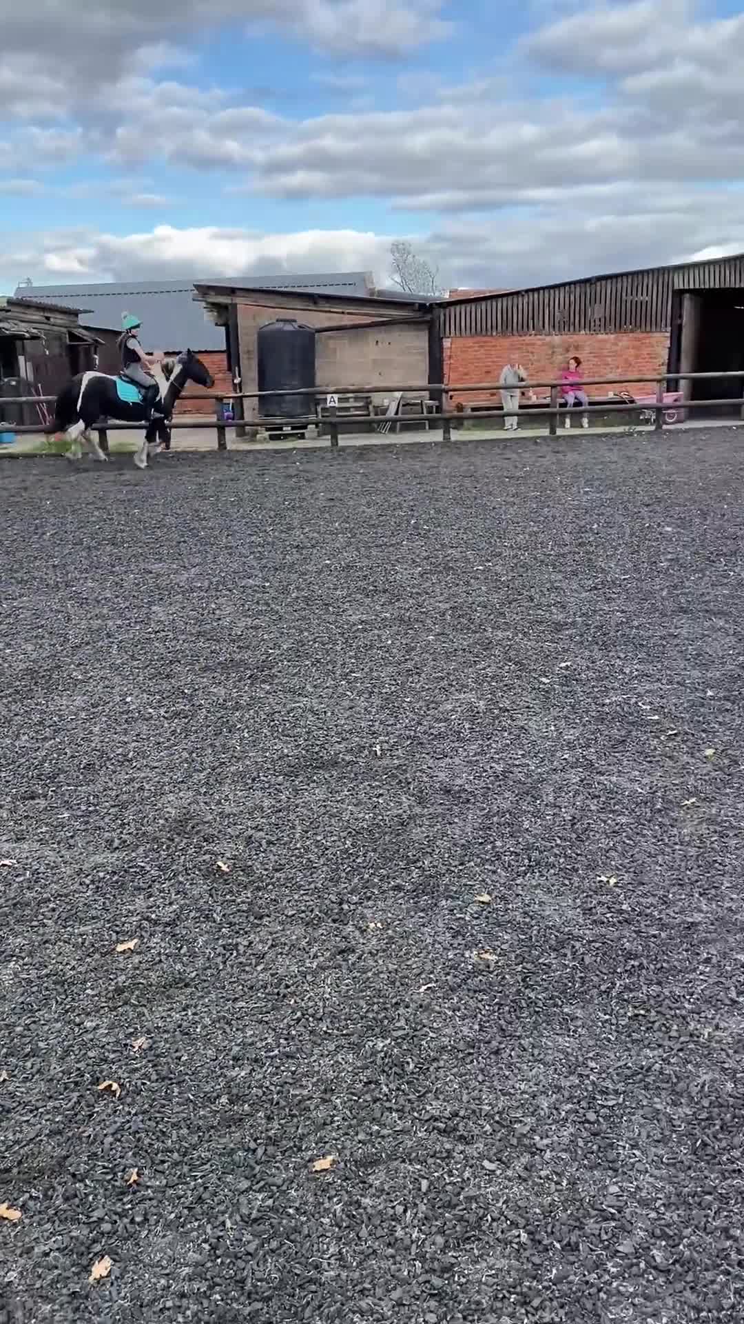 Other Breed horses for sale: Rosie 14hh 19yo cob mare,fun low-level all-rounder - Video 5