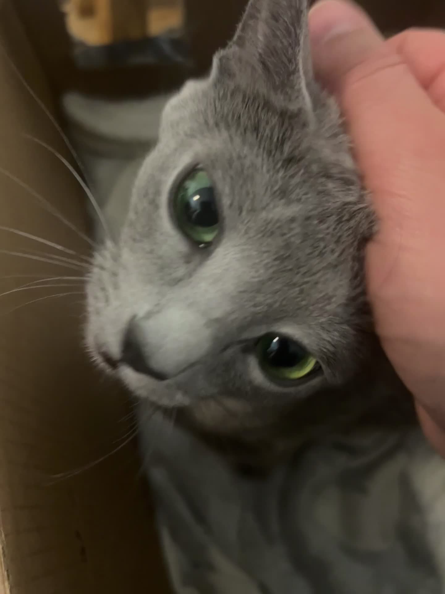 Russian Blue cats for sale: Lost adorable boy leftRussian blue kitten for sale - Video 3