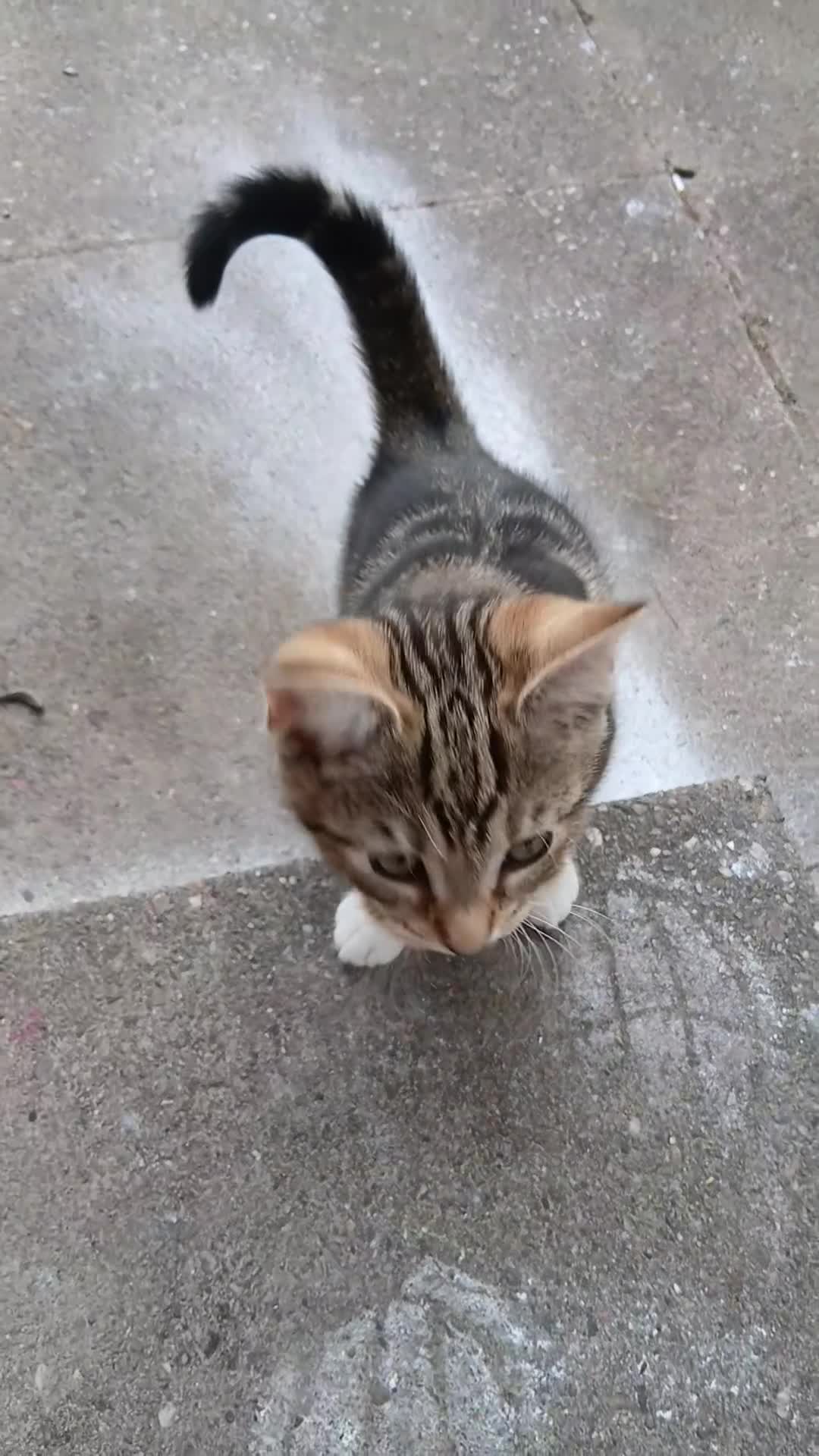 Bengal cats for sale: Bengal cross tabby - Video 1