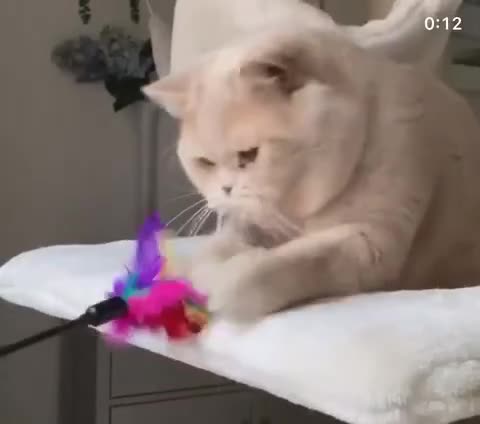 British Shorthair cats for sale: Two amazing EX -stud cats looking for a warm lap. - Video 2