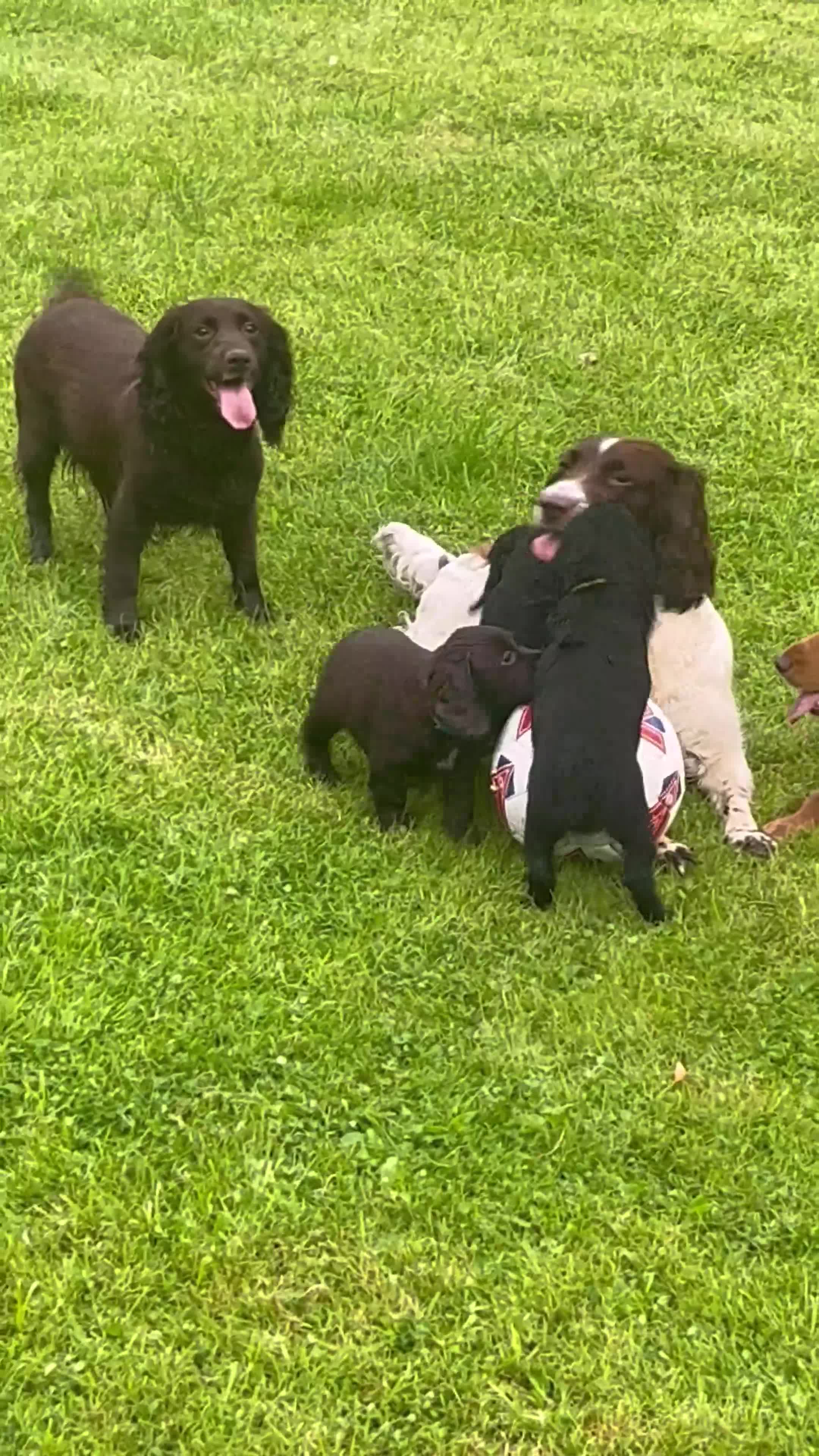 Cocker Spaniel dogs for sale: Working Cocker spaniel puppies KC registered  - Video 5