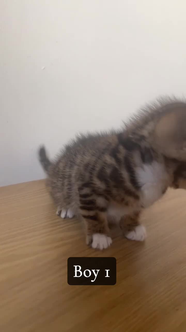 Bengal cats for sale: 3/4 Bengal 1/4 Tabby kittens in Shipley - Video 3