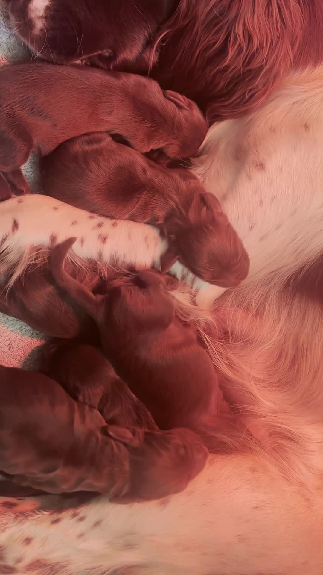 Sprocker dogs for sale: F1 sprocker puppies - Video 1
