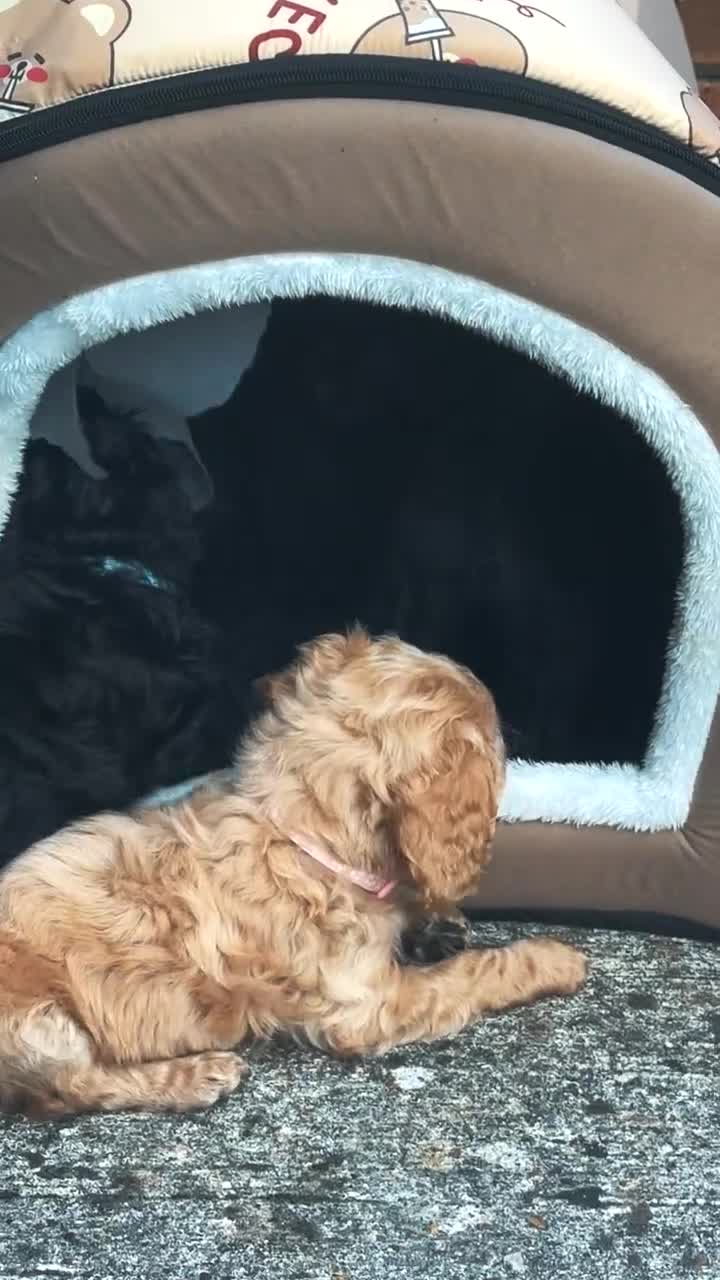 Cocker Spaniel dogs for sale: Male cocker spaniel  - Video 2