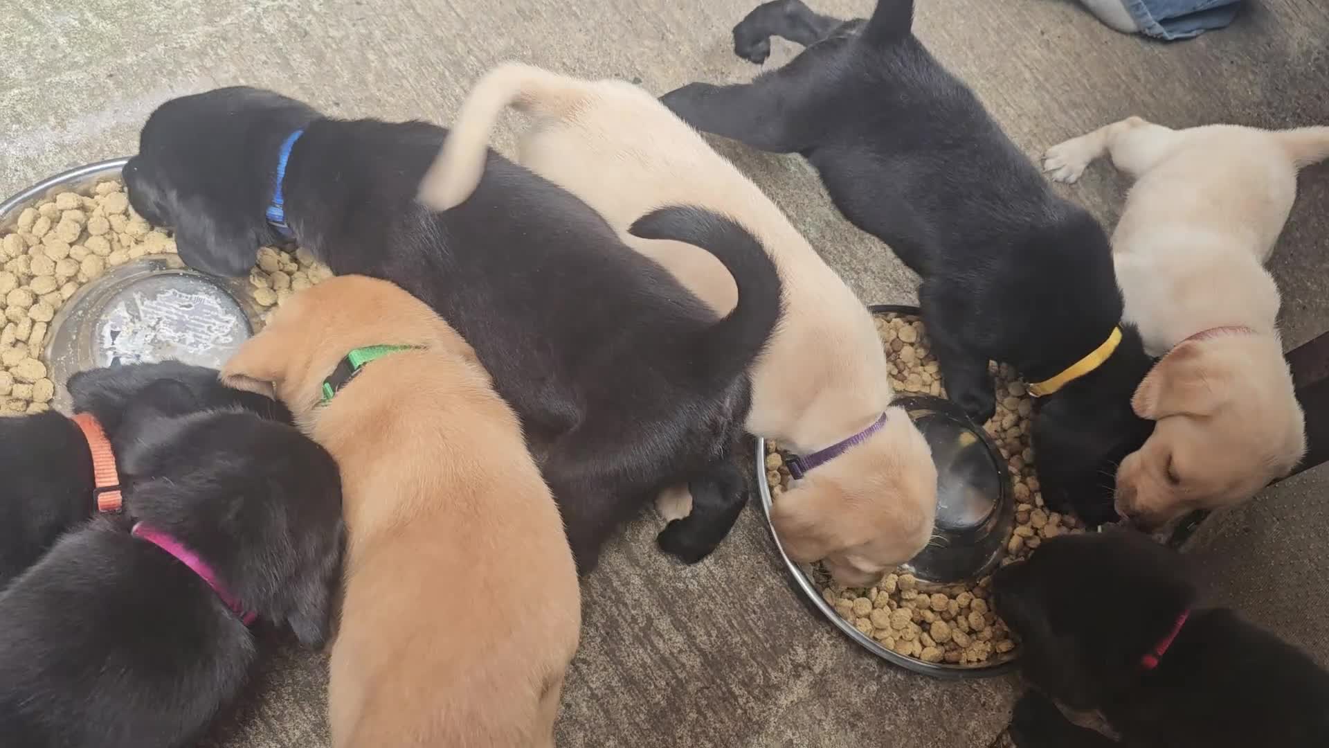 Labrador Retriever dogs for sale: Outstanding litter of 7 KC Reg Labrador Pups - Video 1