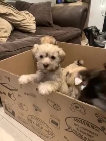 Miniature Schnauzer dogs for sale: Stunning Rare Parti-colour Miniature Schnauzer’s - Video 1