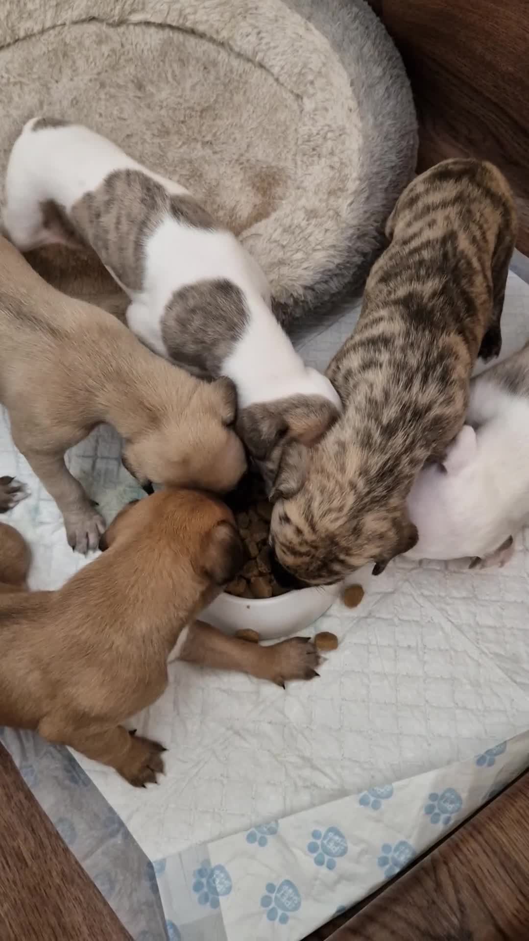 Whippet dogs for sale: KC Registered Whippet Pups - 2 girls left - Video 1