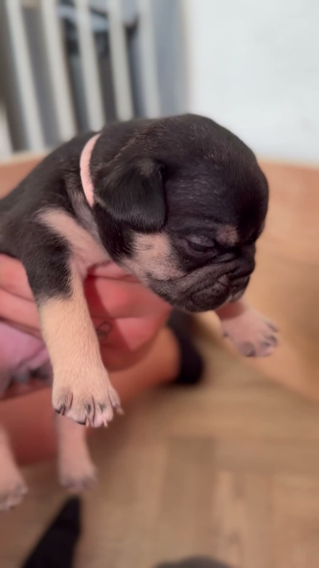 French Bulldog dogs for sale: 5 beautiful French bulldog puppies in Tamworth - Video 2