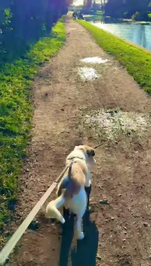 Mixed Breed dogs for adoption: Pumpkin for adoption!  - Video 3