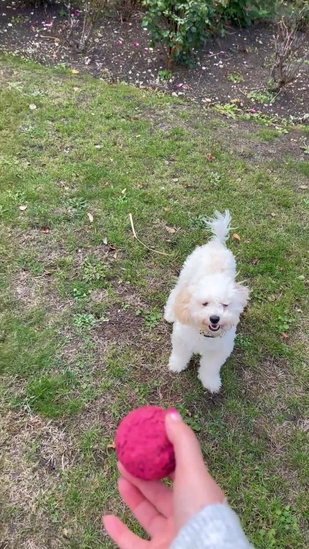 Poochon dogs for sale: Poochon puppy - Video 1