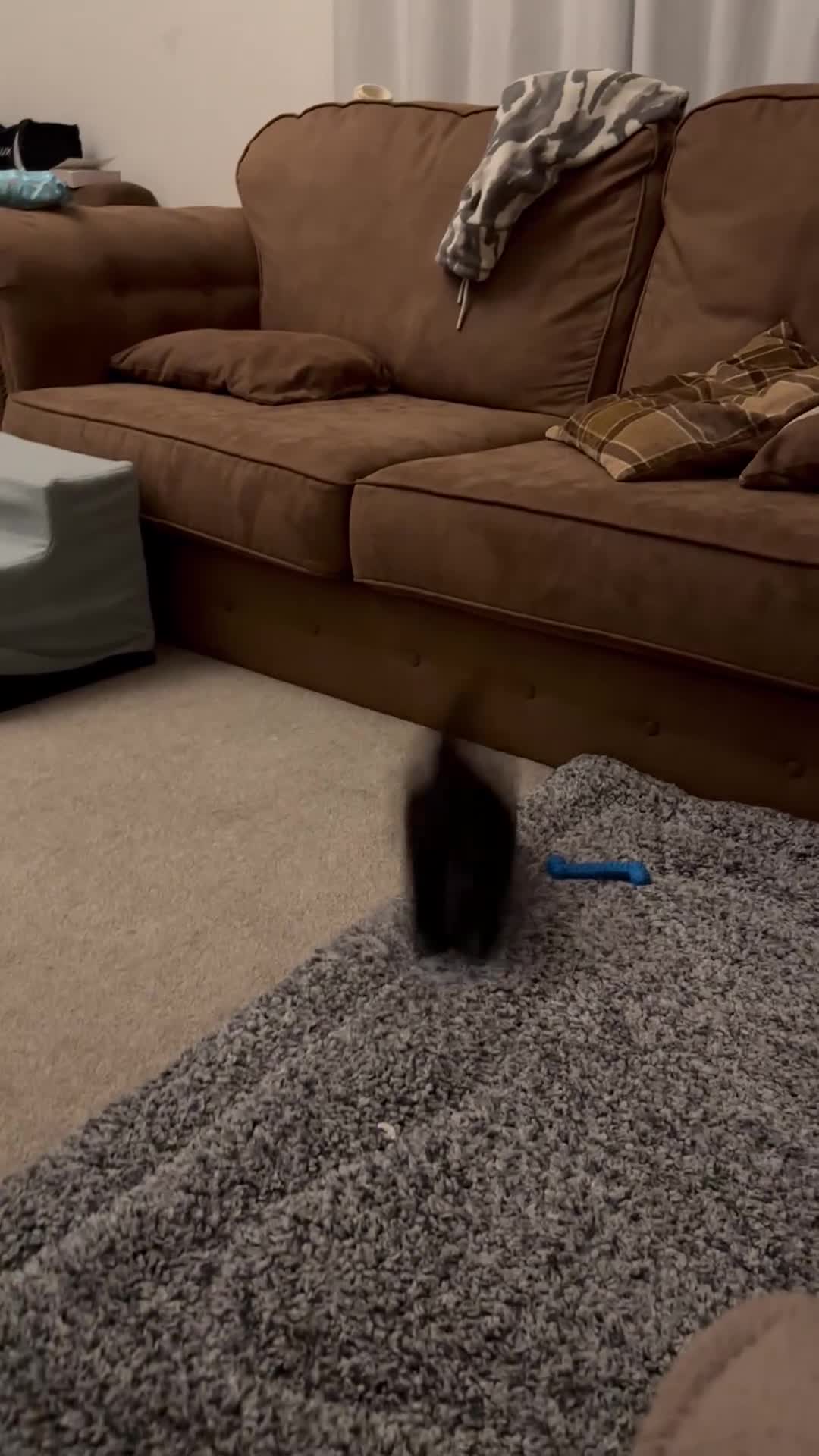 Maltipoo dogs for sale: Rare True Asian Teddy-Bear Maltipoo Puppies  - Video 3