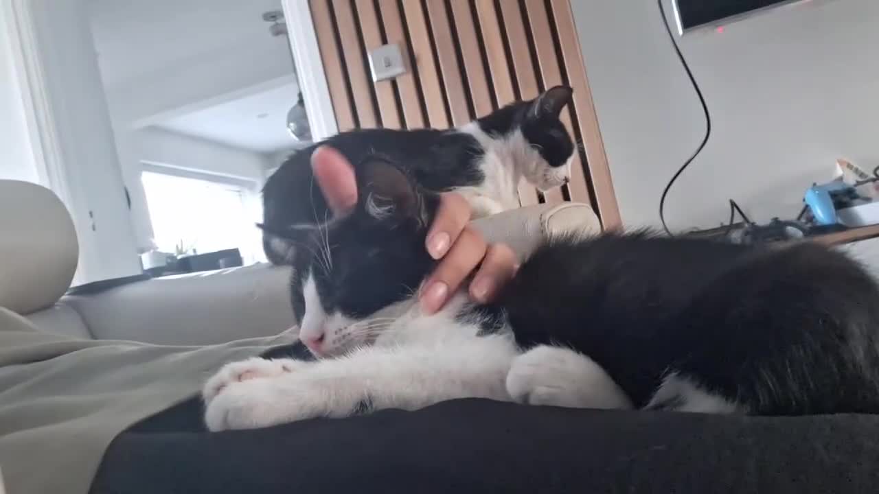 Mixed Breed cats for sale: Adorable Tuxedo Kittens available to Forever homes - Video 4