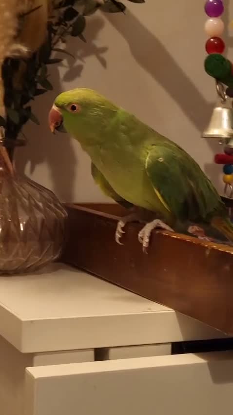 Ringnecks birds for sale: Indian Ringneck parrot & Cage in Leeds - Video 1