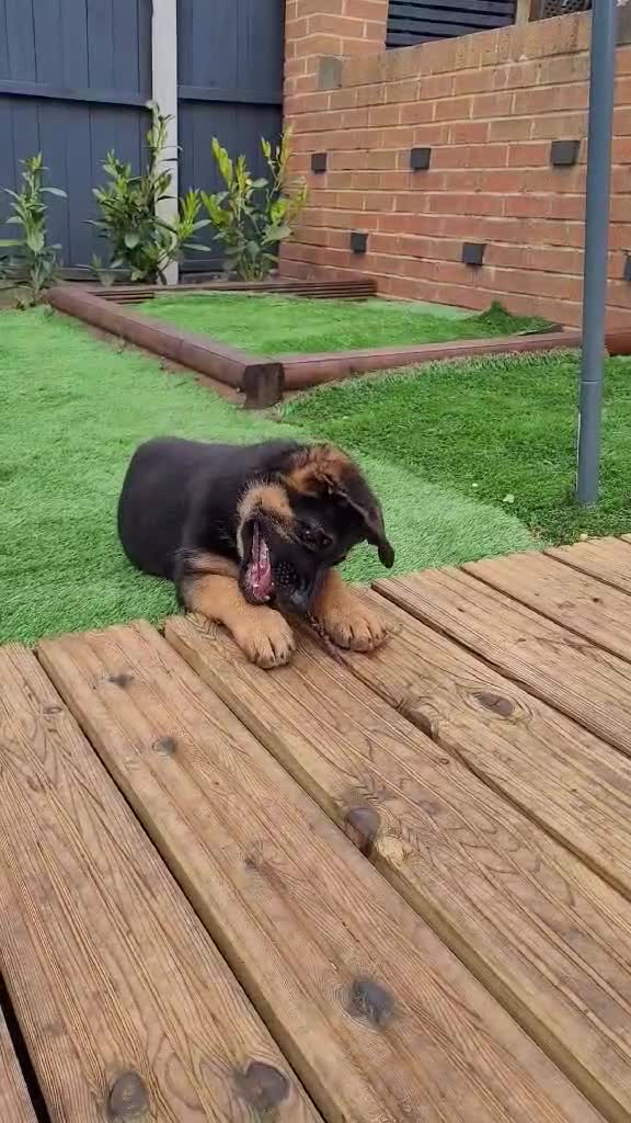 German Shepherd dogs for sale: 4 generation German shepard (shorthair) - Video 3