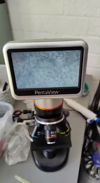 Cavapoo dogs for stud: NOW PROVEN Fully health tested cavapoo for stud in Ilkeston - Video 1