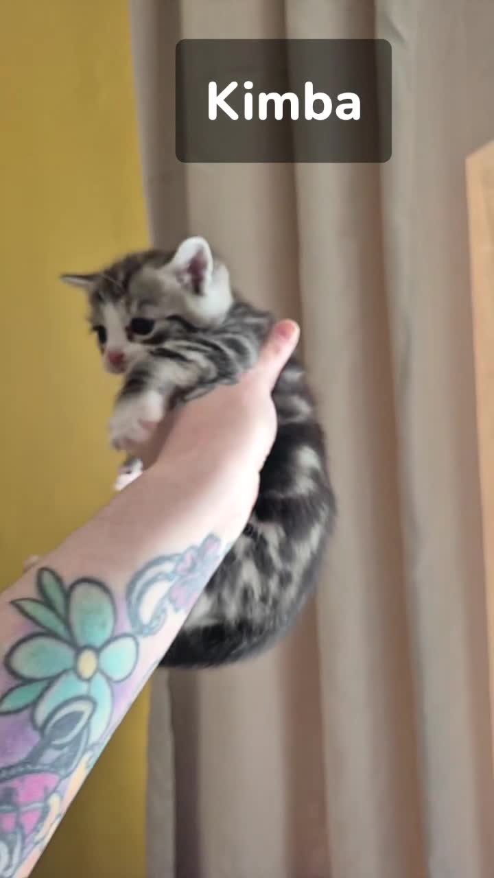 Mixed Breed cats for sale: Male kittens  - Video 1