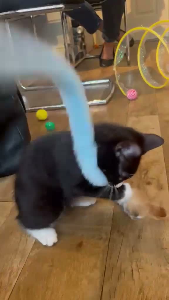 Domestic Shorthair cats for adoption: Bonded pair rescue kittens 10 weeks ready to go in Hook - Video 2