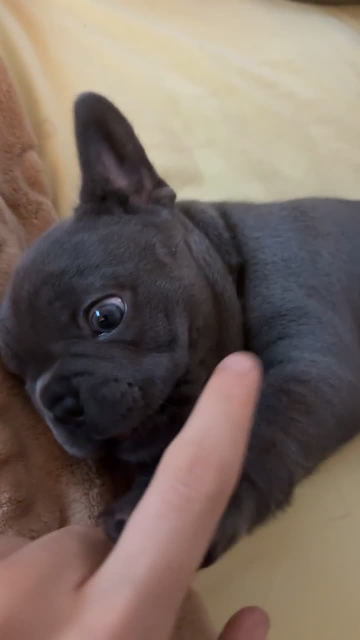 French Bulldog dogs for sale: Beautiful French Bulldog Puppies  - Video 2