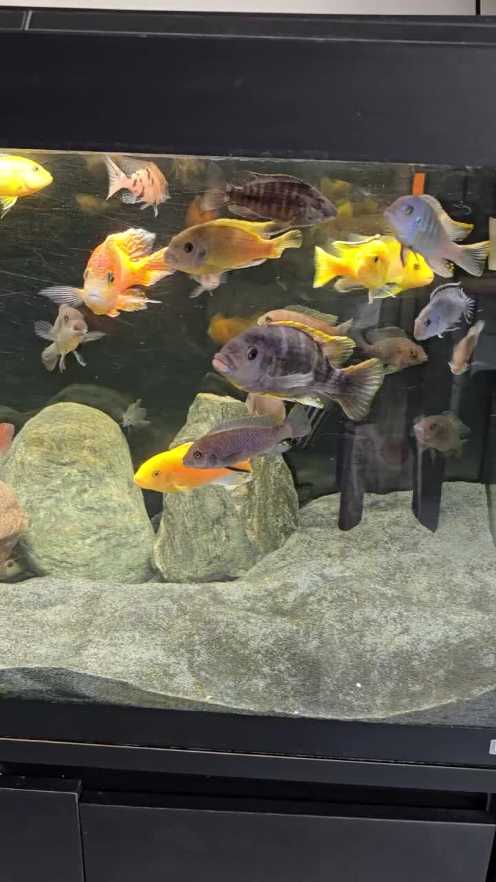 Cichlids fish for sale: FULLY STOCKED CICHLID TANK  - Video 1