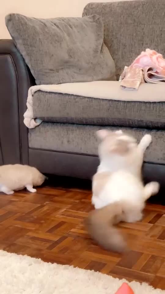 Ragdoll cats for sale: Ragdoll kittens  - Video 2