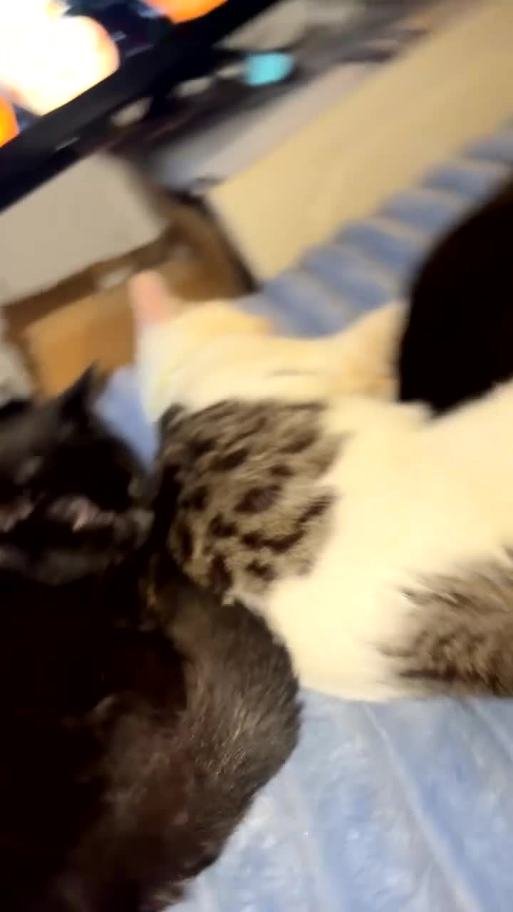 Mixed Breed cats for sale: Rescue cats- kittens and adults 🧡 - Video 1