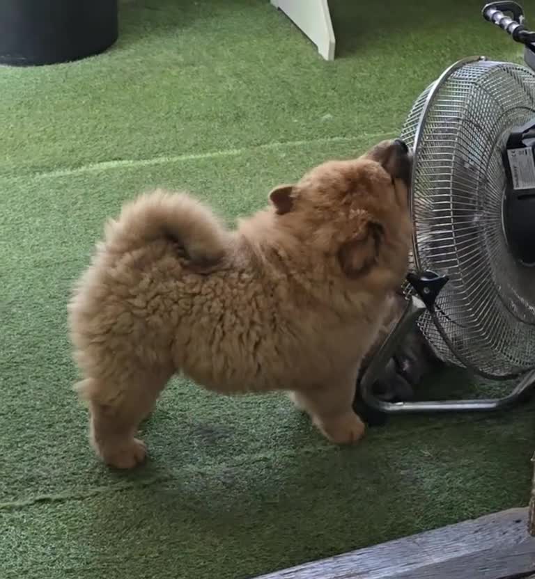 Chow Chow dogs for sale: QUALITY KC CHOWCHOW PUPPIES  in Wolverhampton - Video 4