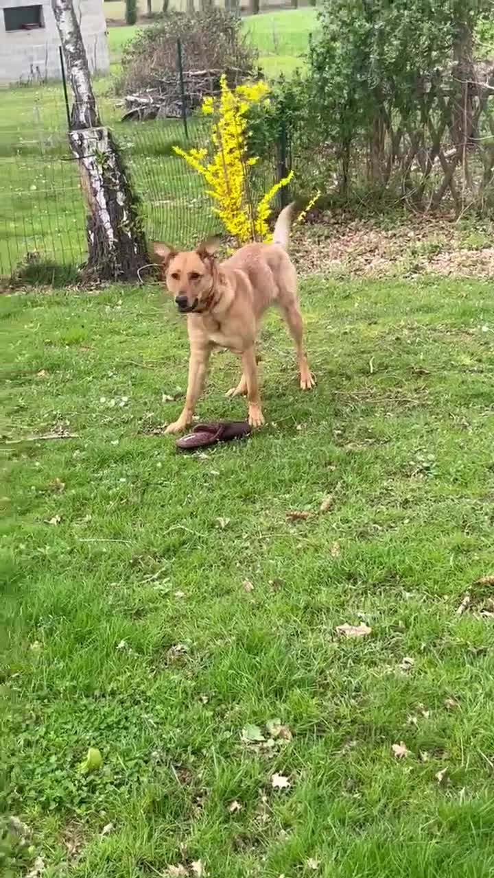 Mixed Breed dogs for sale: Beautiful Foxy 💙 in Havant - Video 2