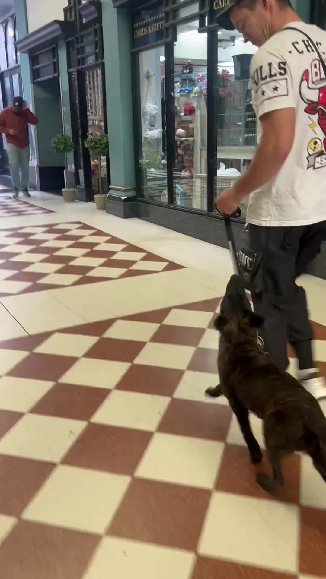 Belgian Shepherd Dog dogs for sale: Dutch Shepherd puppy  - Video 5
