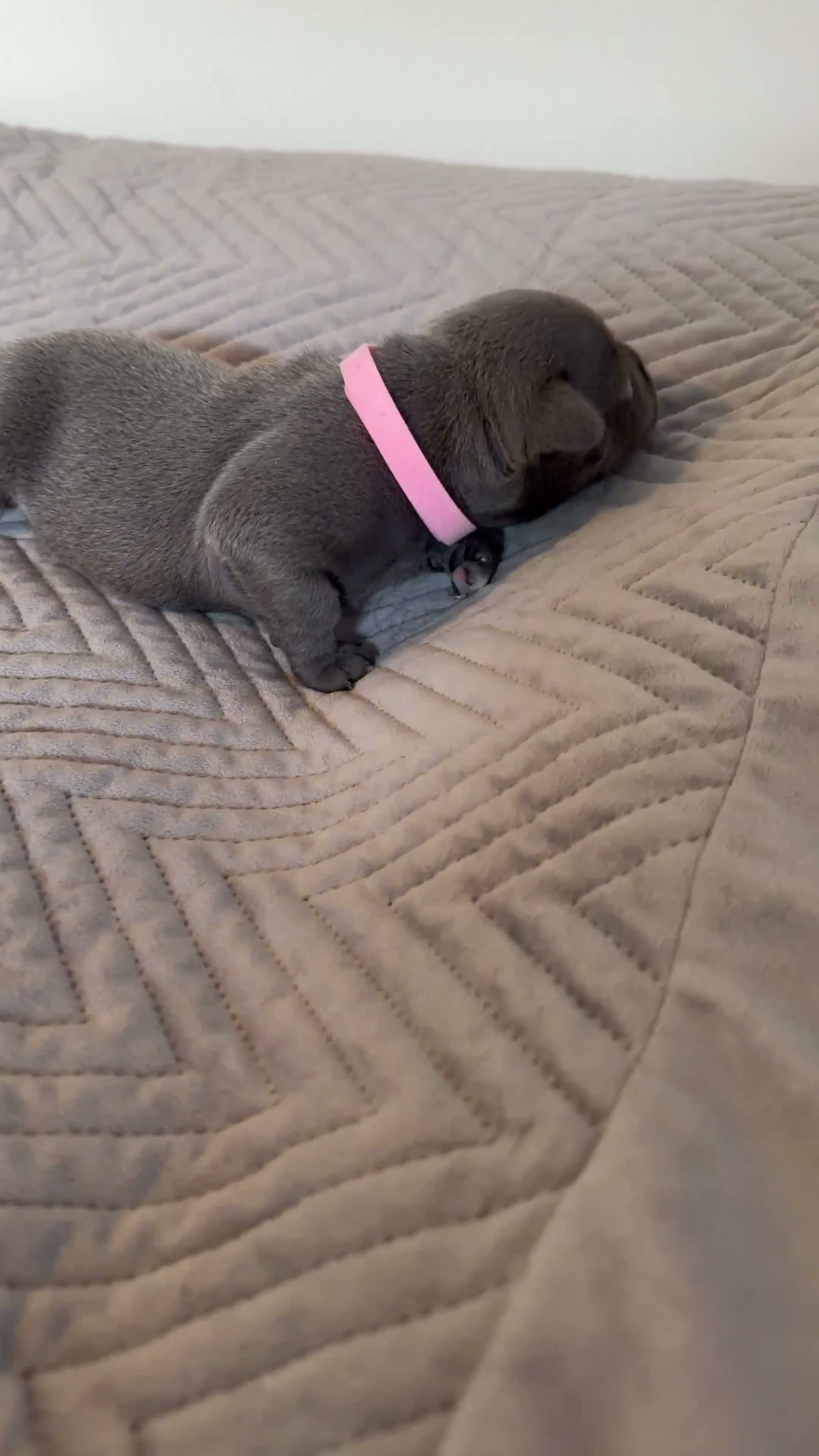 Staffordshire Bull Terrier dogs for sale: STUNNING BLUE STAFFY PUPPIES  in Derby - Video 2