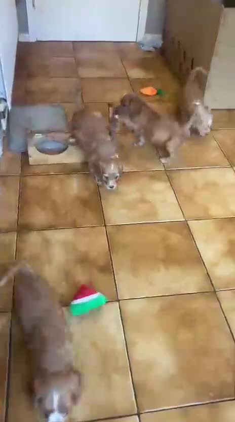 Mixed Breed dogs for sale: Adorable Family Raised Puppies Looking for Homes - Video 1
