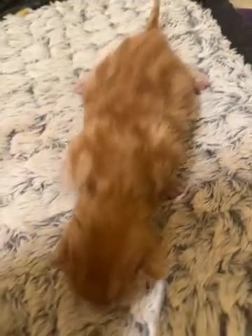 Maine Coon cats for sale: Gorgeous Maine coone kittens  - Video 1