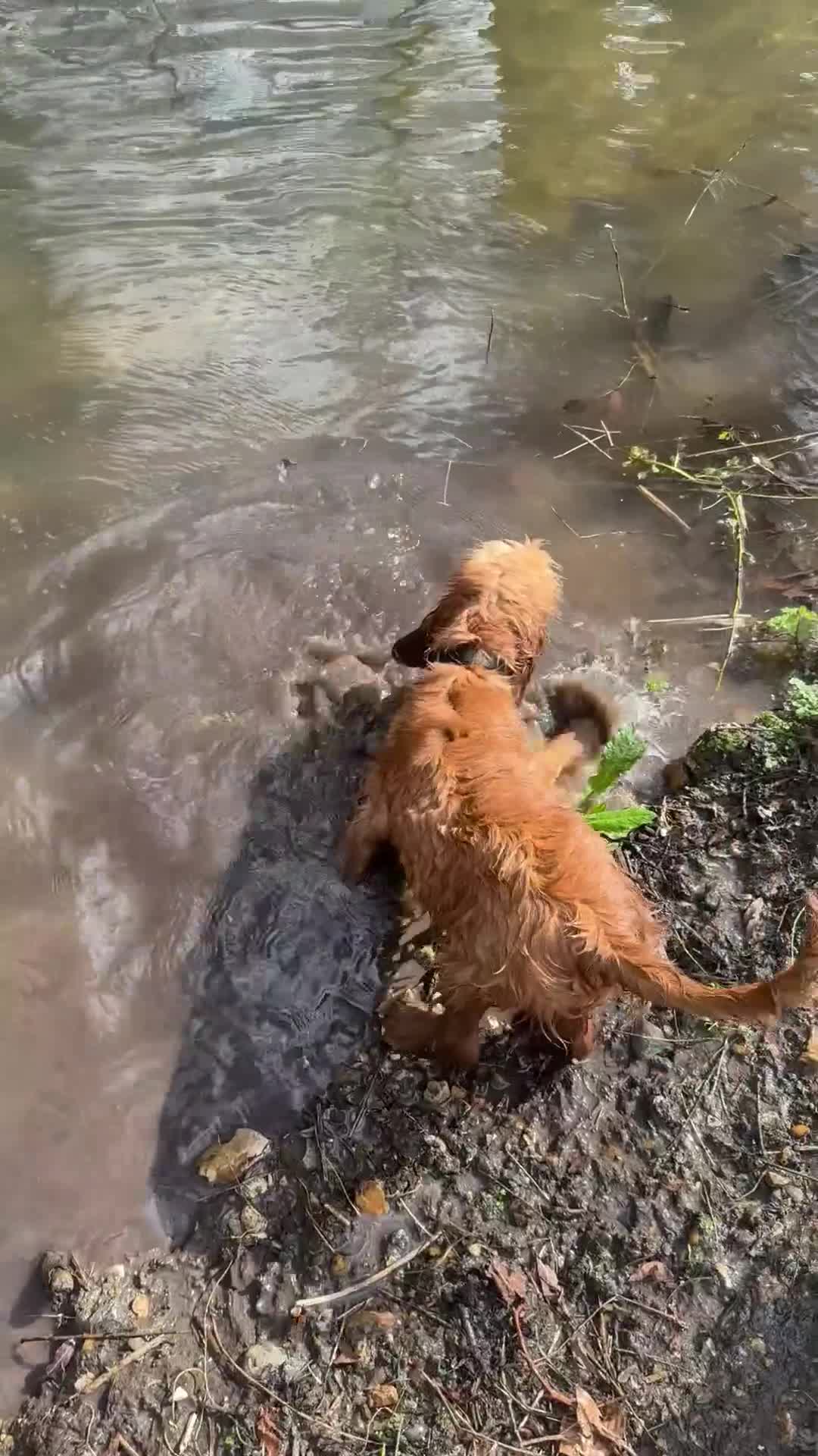 Cocker Spaniel dogs for sale: Beautiful Summer - Video 2