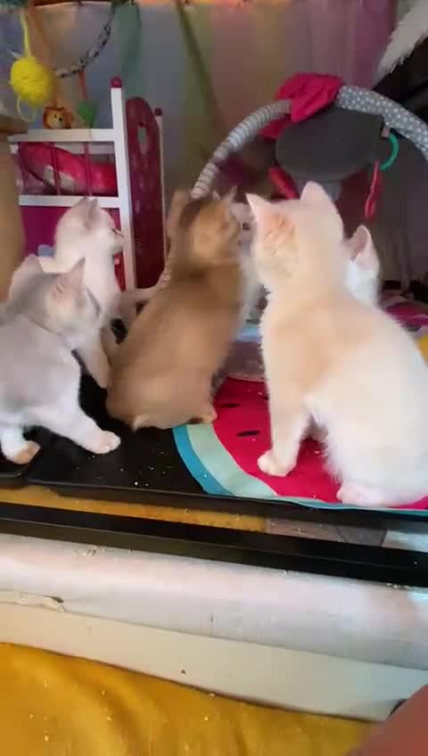 British Shorthair cats for sale: Stunning rare golden c/point 🐱  ready end of June in Ashton-under-Lyne - Video 1