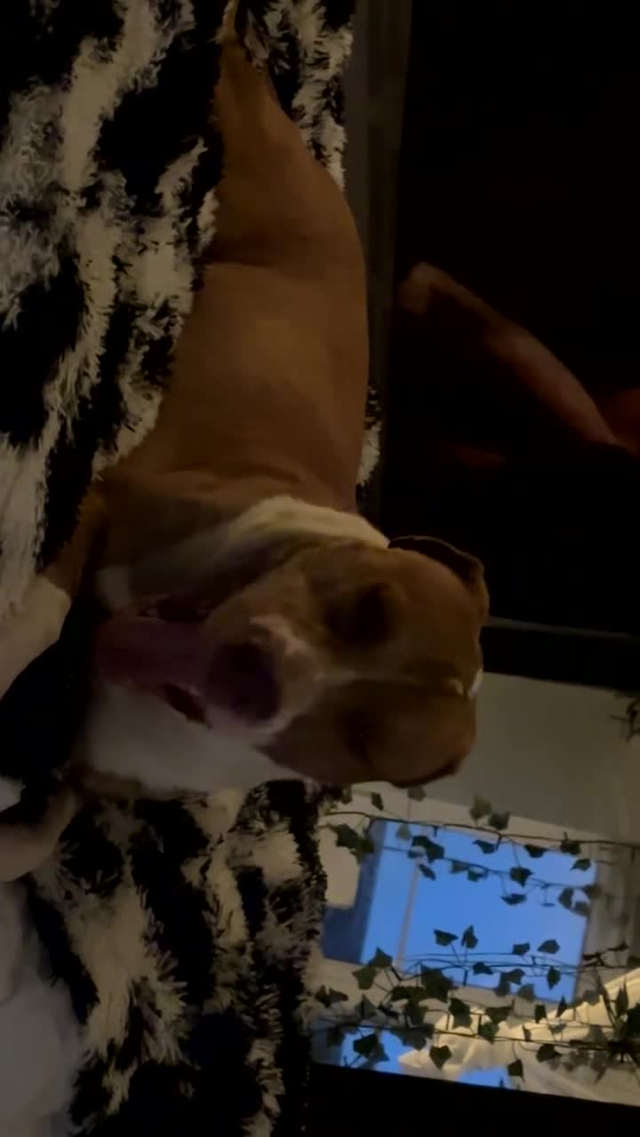 American Bull Staffy dogs for sale: Dog for sale  in Nottingham - Video 1