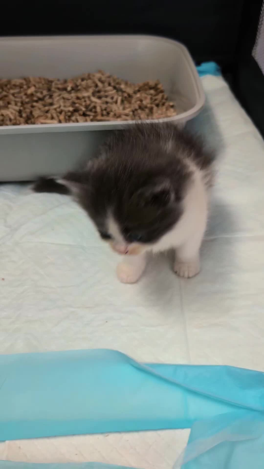 Ragdoll cats for sale: Ragdoll  - Video 1